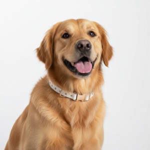 Coleira pra cachorro Grande - Personalizável